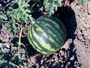 IMG_20160424_170503
